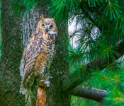 GreatHornedOwl001